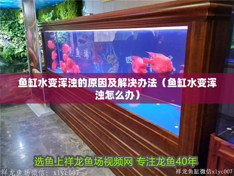 魚缸水變渾濁的原因及解決辦法（魚缸水變渾濁怎么辦）