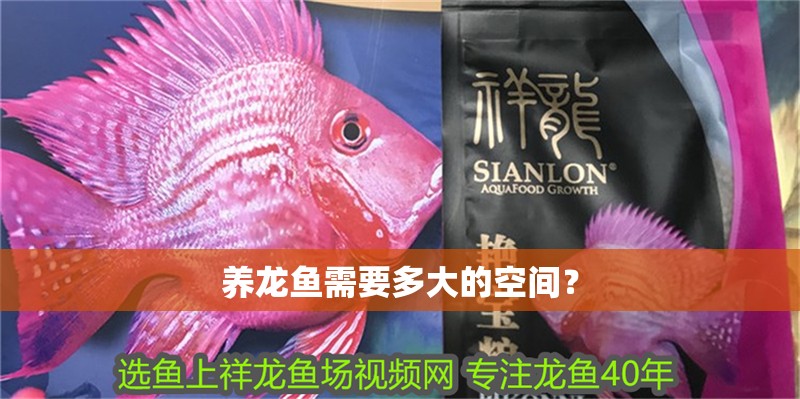 養龍魚需要多大的空間？