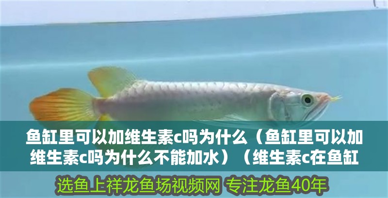 魚缸里可以加維生素c嗎為什么（魚缸里可以加維生素c嗎為什么不能加水）（維生素c在魚缸中的作用）
