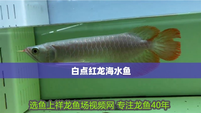 白點紅龍海水魚