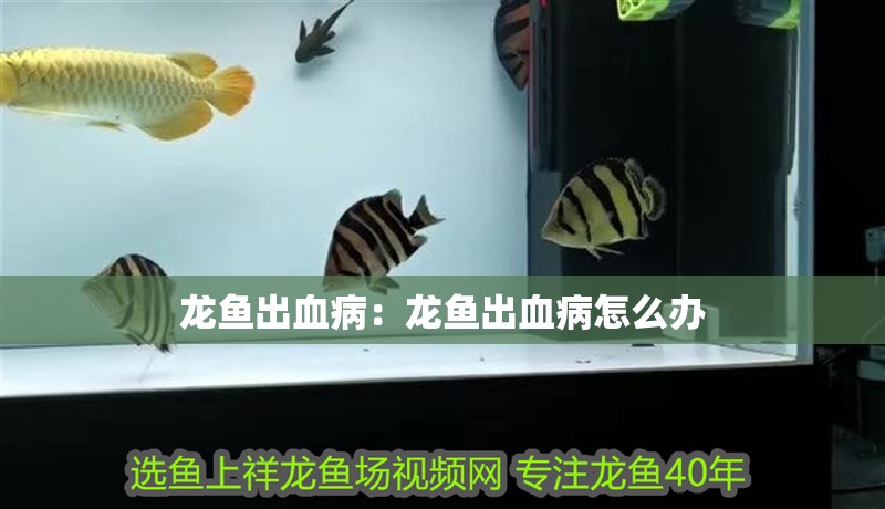 龍魚出血病：龍魚出血病怎么辦
