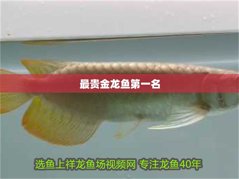最貴金龍魚第一名