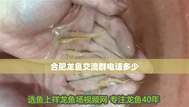 合肥龍魚交流群電話多少