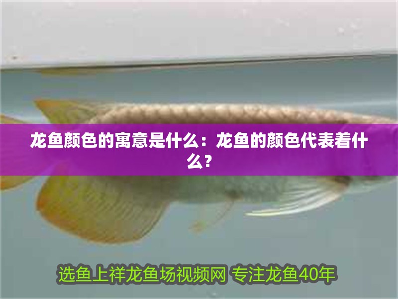 龍魚顏色的寓意是什么：龍魚的顏色代表著什么？