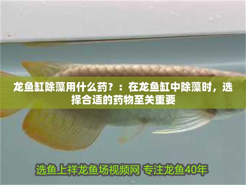 龍魚缸除藻用什么藥？：在龍魚缸中除藻時，選擇合適的藥物至關重要
