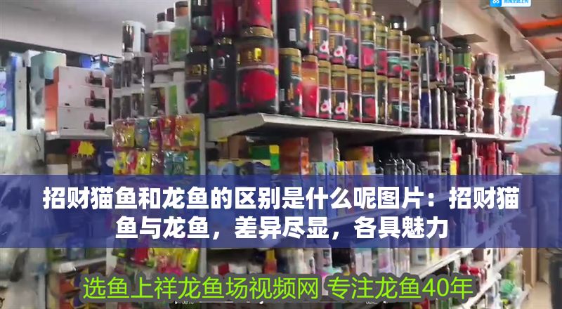 招財貓魚和龍魚的區(qū)別是什么呢圖片：招財貓魚與龍魚，差異盡顯，各具魅力