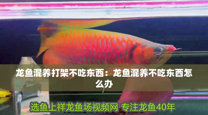 龍魚混養(yǎng)打架不吃東西：龍魚混養(yǎng)不吃東西怎么辦