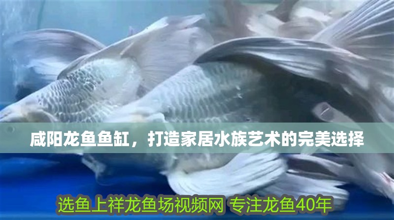 咸陽龍魚魚缸，打造家居水族藝術的完美選擇