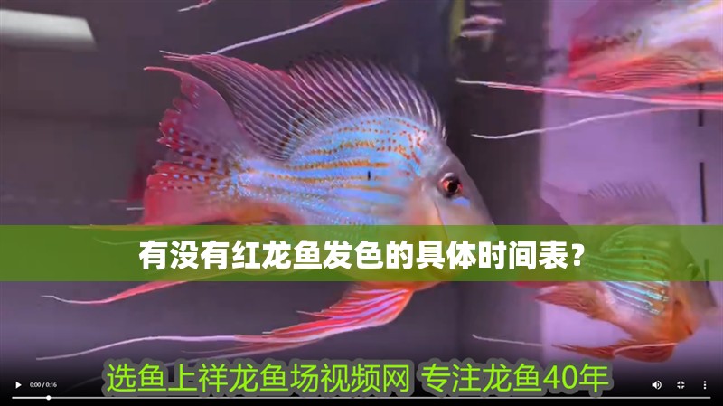 有沒有紅龍魚發色的具體時間表？