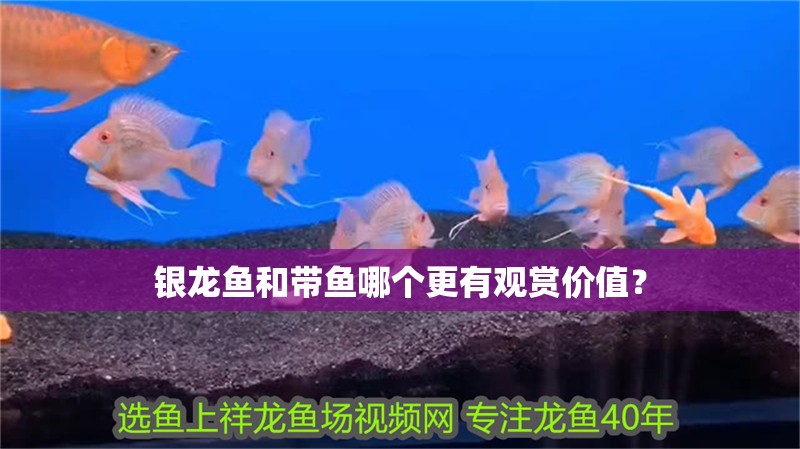 銀龍魚和帶魚哪個更有觀賞價值？