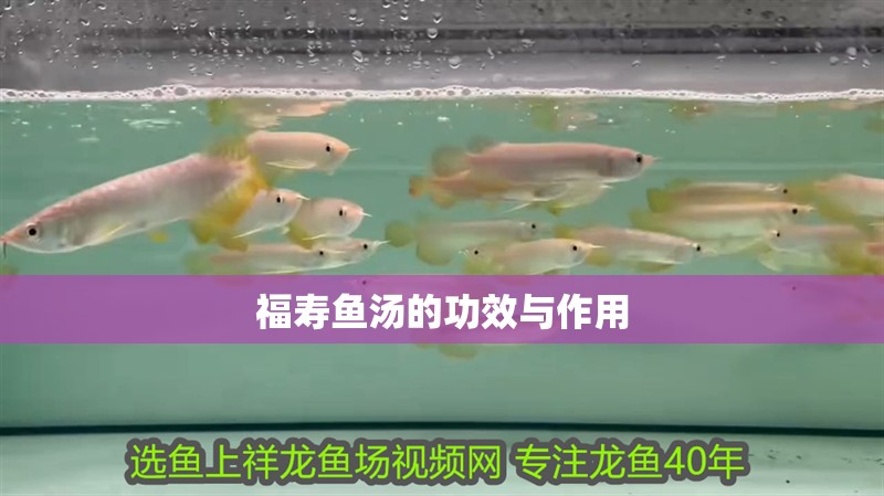 福壽魚(yú)湯的功效與作用