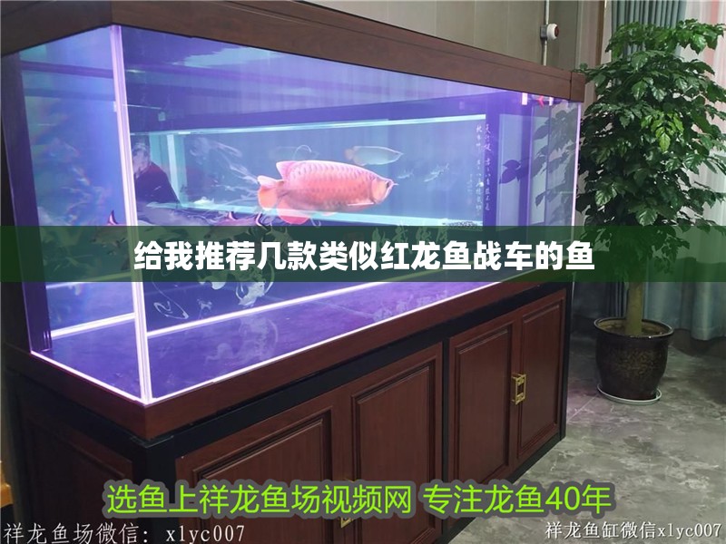 給我推薦幾款類似紅龍魚(yú)戰(zhàn)車的魚(yú)