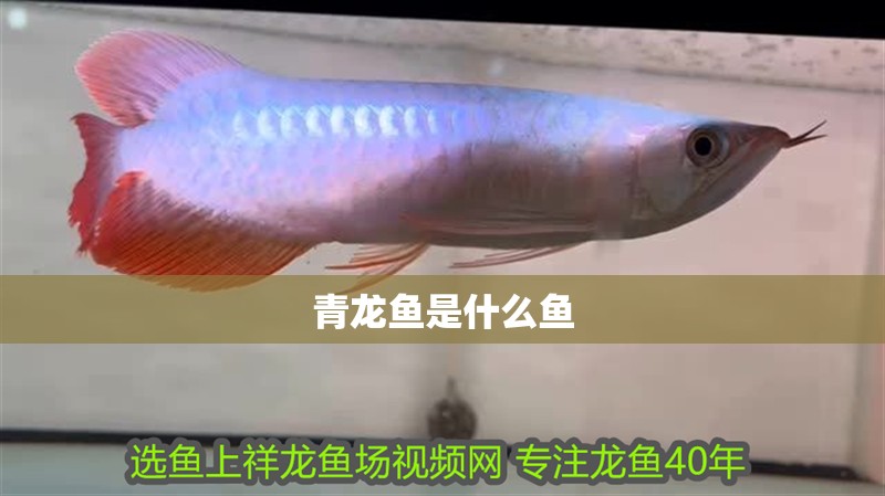 青龍魚是什么魚