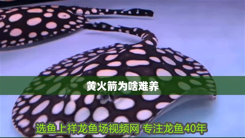 黃火箭為啥難養(yǎng)