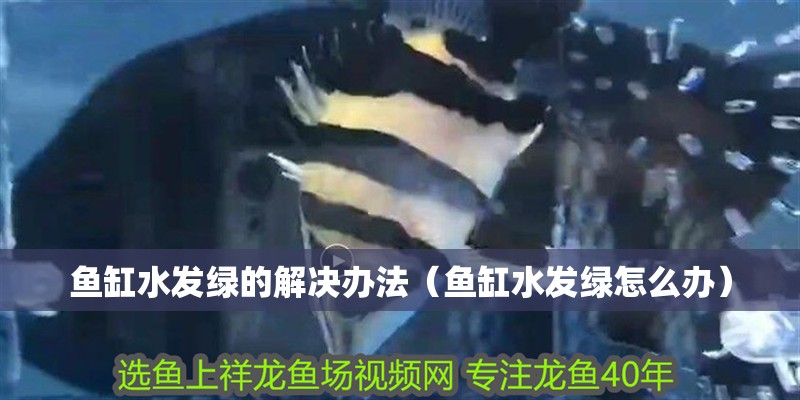 魚缸水發綠的解決辦法（魚缸水發綠怎么辦）