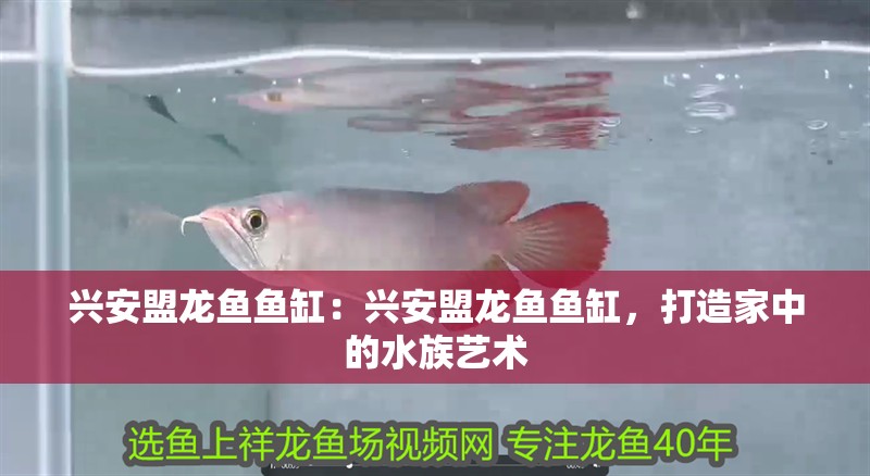 興安盟龍魚魚缸：興安盟龍魚魚缸，打造家中的水族藝術