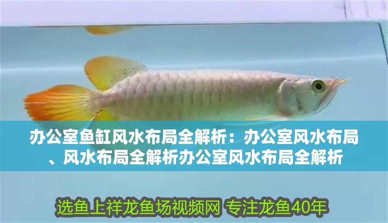 辦公室魚缸風(fēng)水布局全解析：辦公室風(fēng)水布局、風(fēng)水布局全解析辦公室風(fēng)水布局全解析