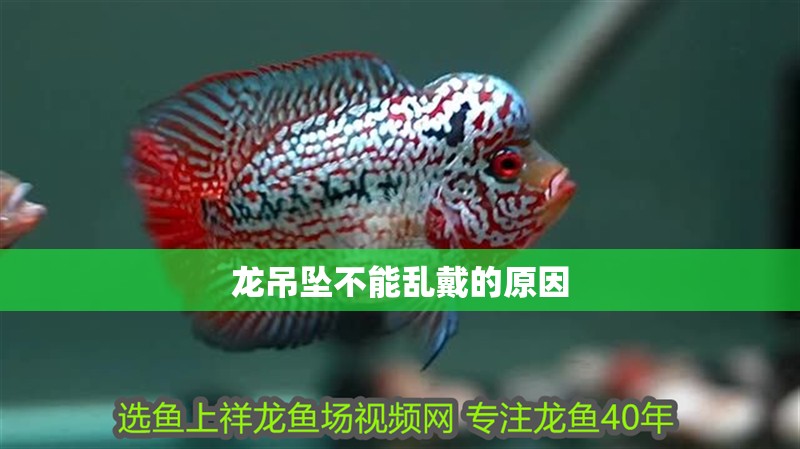龍吊墜不能亂戴的原因 龍吊墜不能亂戴的原因 龍魚論壇