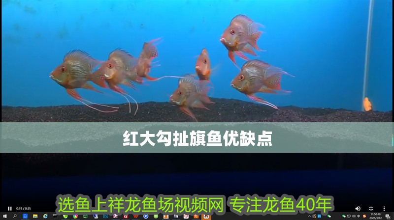 紅大勾扯旗魚(yú)優(yōu)缺點(diǎn)