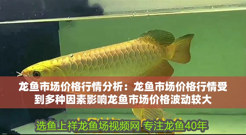 龍魚市場價格行情分析：龍魚市場價格行情受到多種因素影響龍魚市場價格波動較大