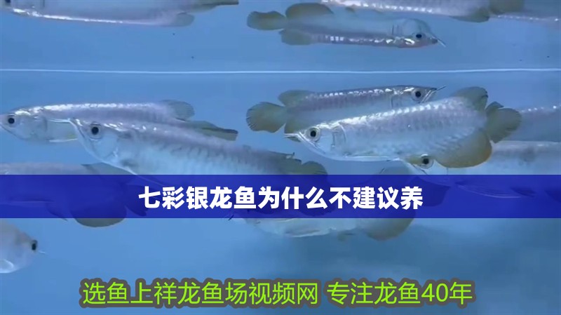 七彩銀龍魚為什么不建議養