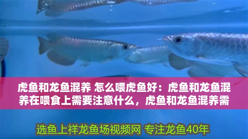 虎魚和龍魚混養 怎么喂虎魚好：虎魚和龍魚混養在喂食上需要注意什么，虎魚和龍魚混養需要注意