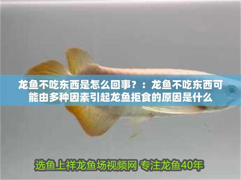 龍魚不吃東西是怎么回事？：龍魚不吃東西可能由多種因素引起龍魚拒食的原因是什么