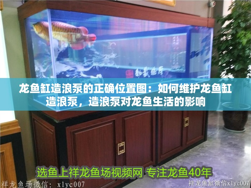 龍魚缸造浪泵的正確位置圖：如何維護龍魚缸造浪泵，造浪泵對龍魚生活的影響
