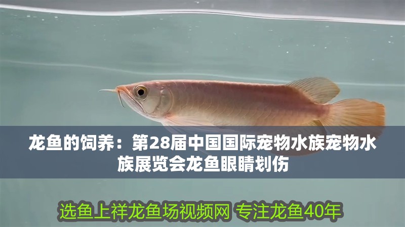 龍魚(yú)的飼養(yǎng)：第28屆中國(guó)國(guó)際寵物水族寵物水族展覽會(huì)龍魚(yú)眼睛劃傷