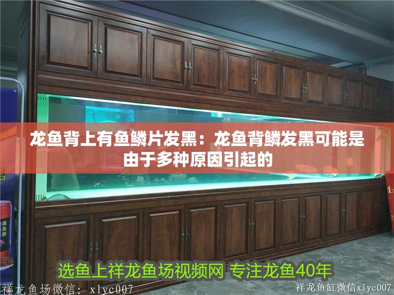 龍魚背上有魚鱗片發黑：龍魚背鱗發黑可能是由于多種原因引起的