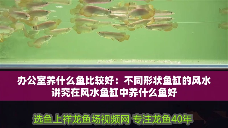 辦公室養什么魚比較好：不同形狀魚缸的風水講究在風水魚缸中養什么魚好