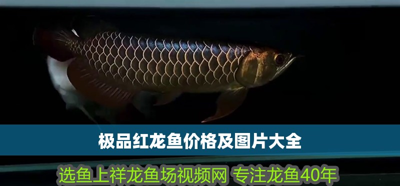 極品紅龍魚價格及圖片大全