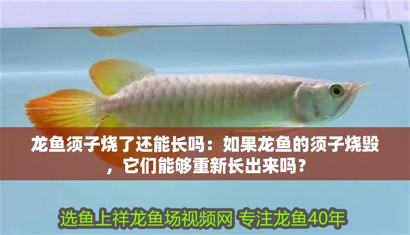 龍魚須子燒了還能長嗎：如果龍魚的須子燒毀，它們能夠重新長出來嗎？