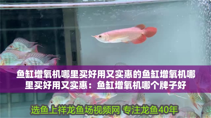 魚缸增氧機哪里買好用又實惠的魚缸增氧機哪里買好用又實惠：魚缸增氧機哪個牌子好