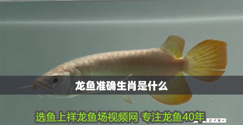 龍魚準確生肖是什么