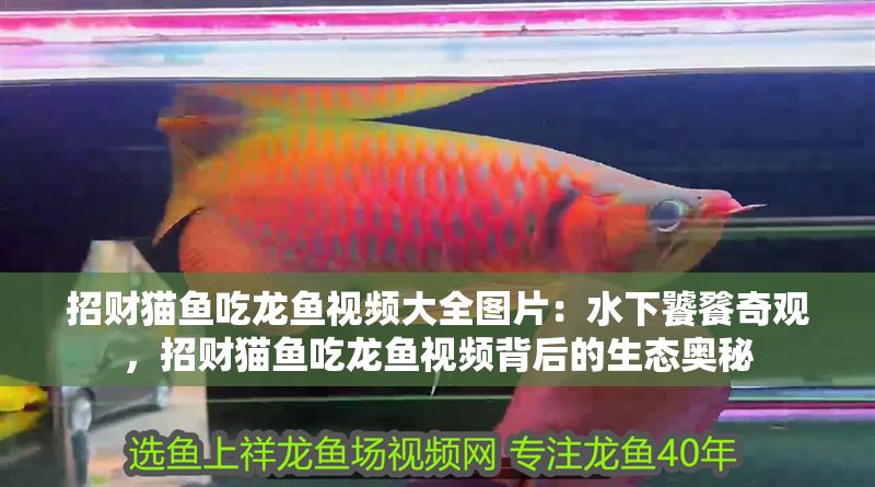 招財貓魚吃龍魚視頻大全圖片：水下饕餮奇觀，招財貓魚吃龍魚視頻背后的生態(tài)奧秘