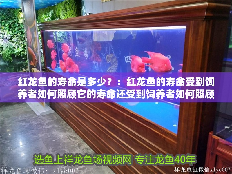 紅龍魚的壽命是多少？：紅龍魚的壽命受到飼養者如何照顧它的壽命還受到飼養者如何照顧