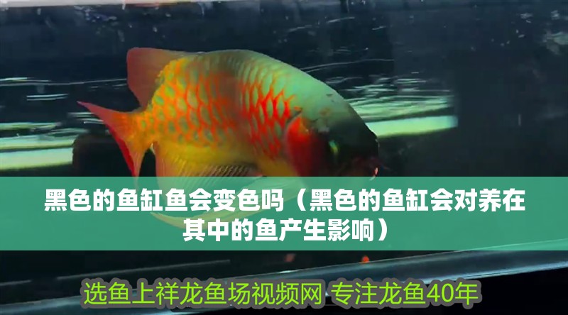 黑色的魚缸魚會變色嗎（黑色的魚缸會對養在其中的魚產生影響）