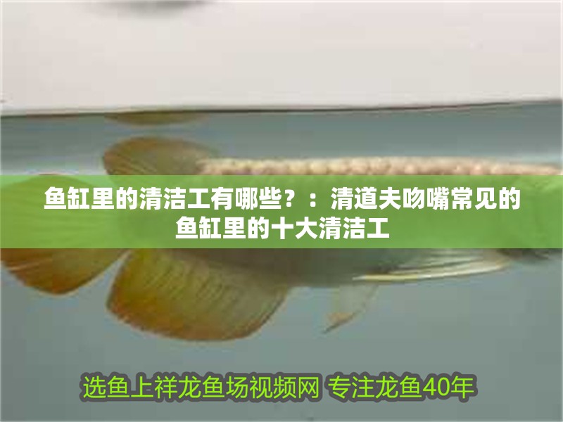 魚缸里的清潔工有哪些？：清道夫吻嘴常見的魚缸里的十大清潔工