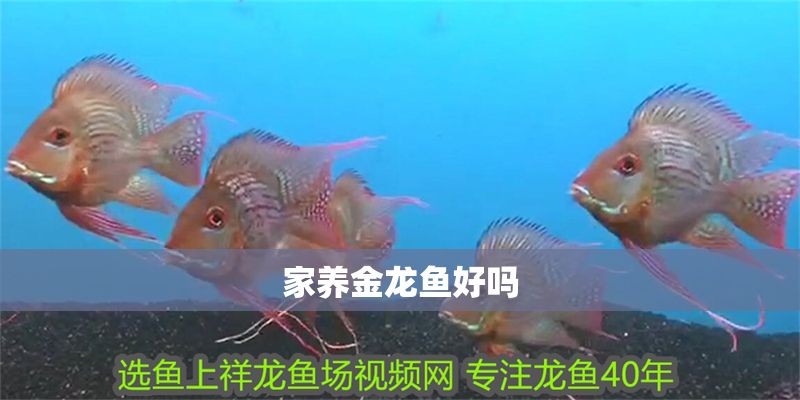 家養金龍魚好嗎