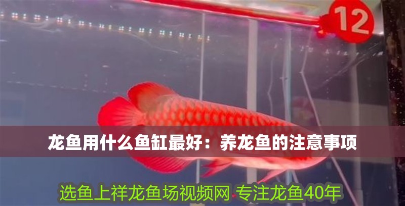 龍魚用什么魚缸最好：養龍魚的注意事項