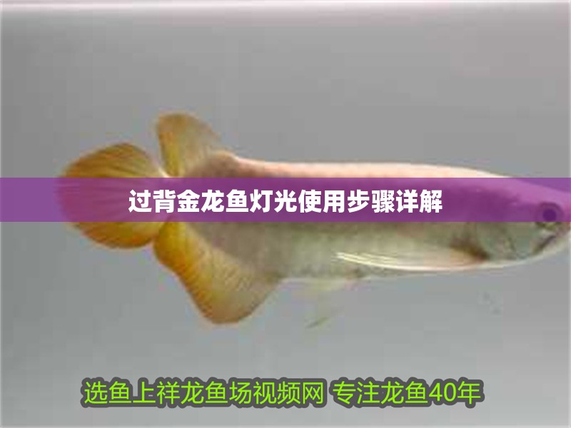 過背金龍魚燈光使用步驟詳解