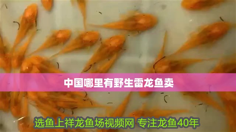 中國哪里有野生雷龍魚賣