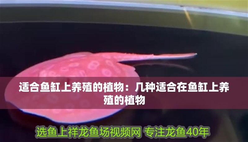 適合魚缸上養殖的植物：幾種適合在魚缸上養殖的植物