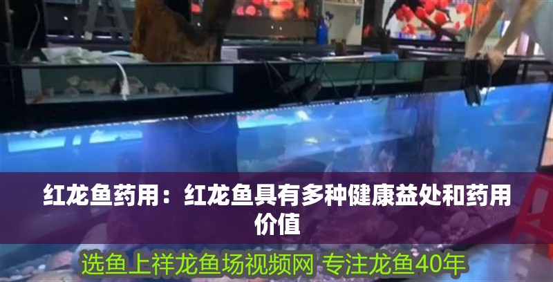 紅龍魚藥用：紅龍魚具有多種健康益處和藥用價值