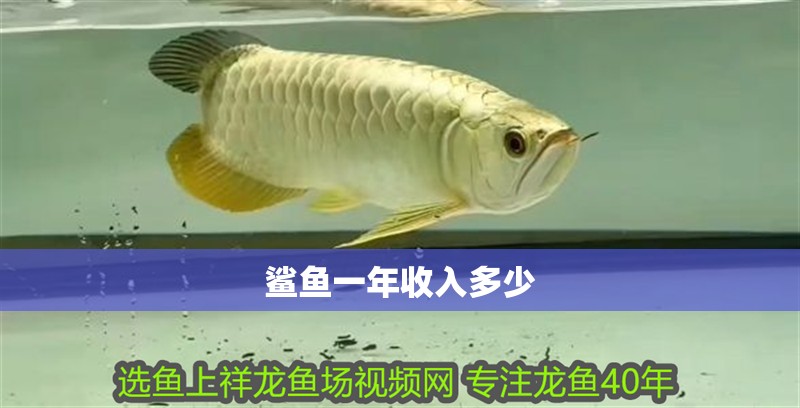 鯊魚一年收入多少