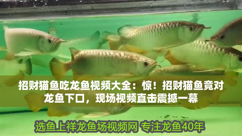 招財貓魚吃龍魚視頻大全：驚！招財貓魚竟對龍魚下口，現(xiàn)場視頻直擊震撼一幕