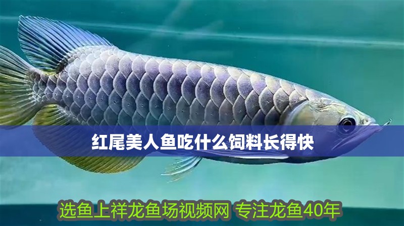紅尾美人魚吃什么飼料長得快