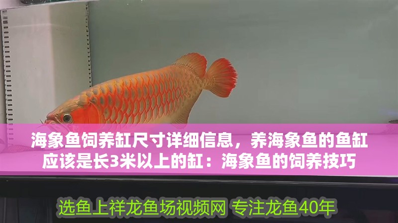 海象魚飼養(yǎng)缸尺寸詳細(xì)信息，養(yǎng)海象魚的魚缸應(yīng)該是長3米以上的缸：海象魚的飼養(yǎng)技巧