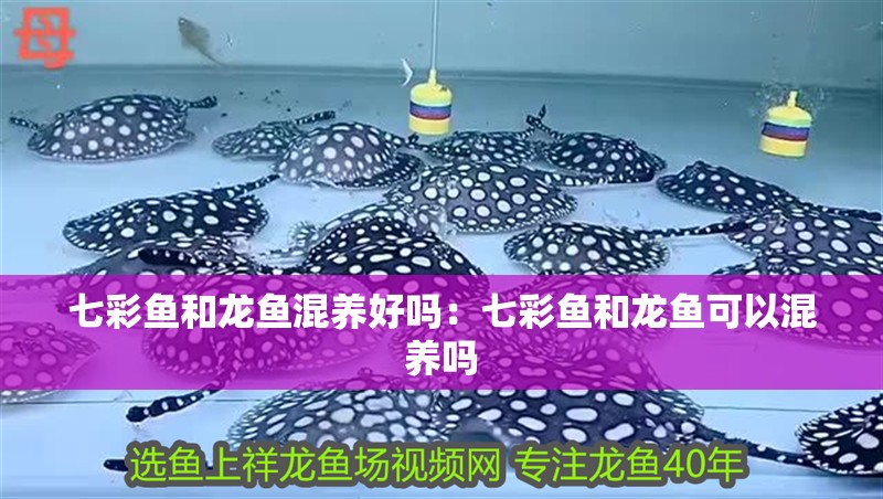 七彩魚和龍魚混養好嗎：七彩魚和龍魚可以混養嗎
